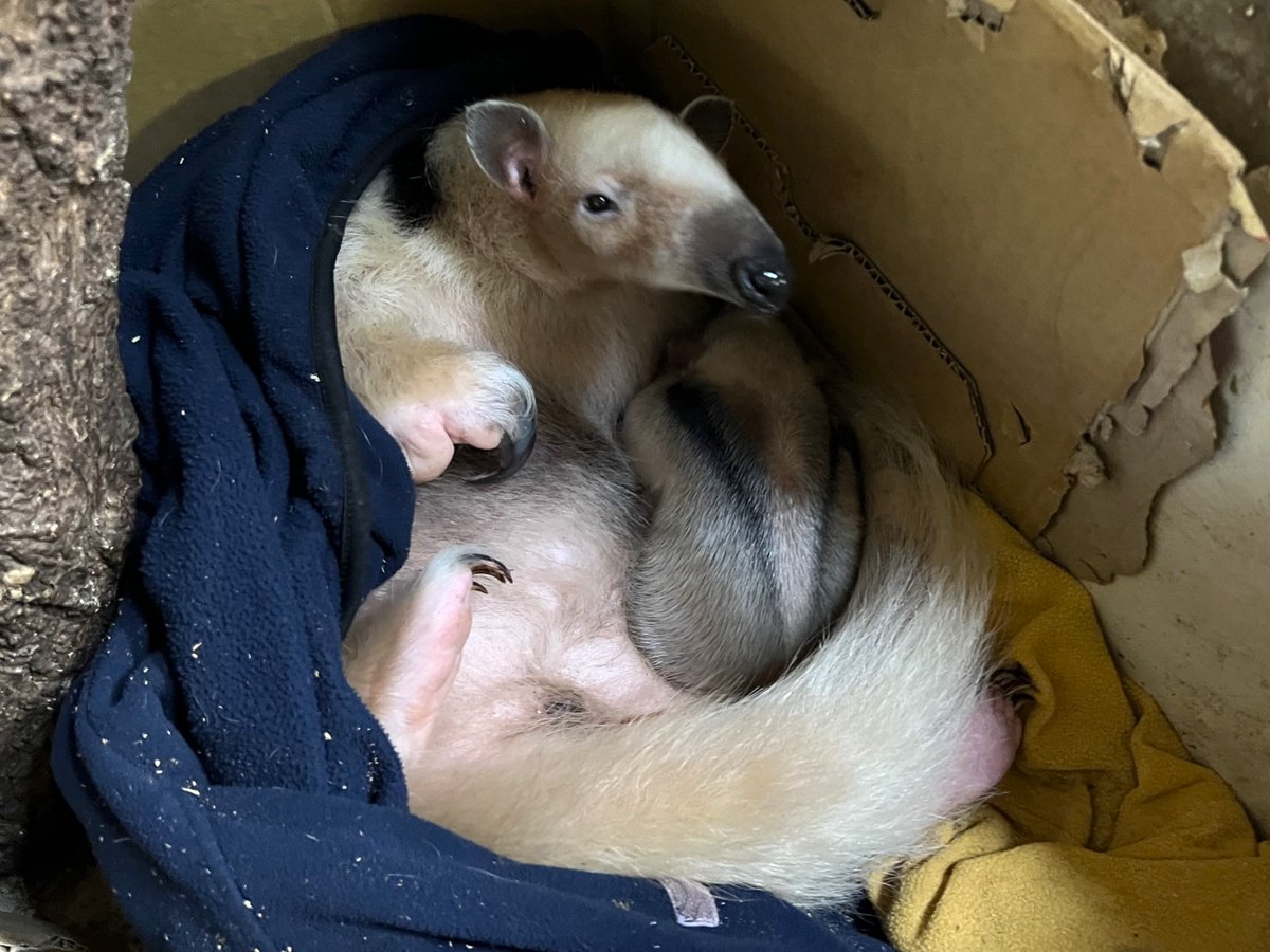 ゾウモツ (@zoumotu) / Posts / X