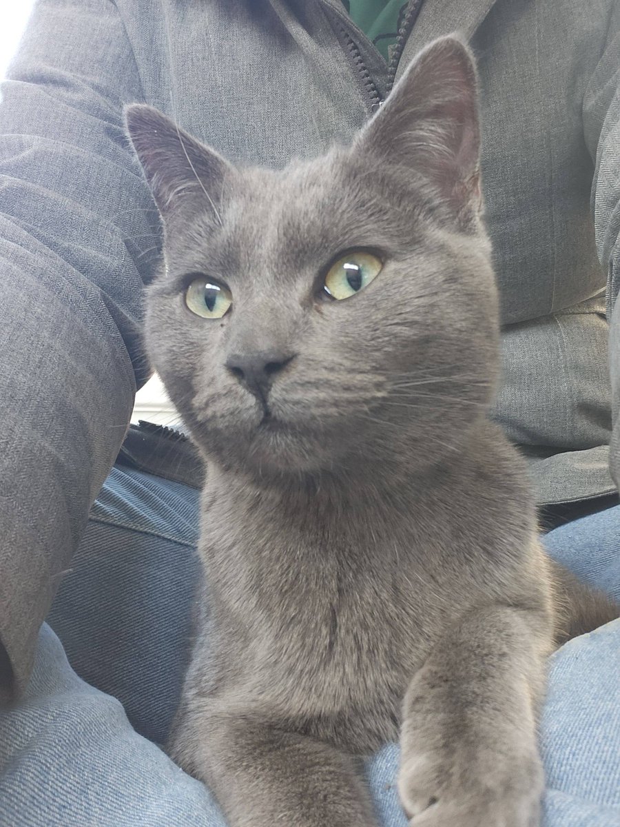 GuelphLostPets's tweet photo. Grey short-haired cat found in Elizabeth St &amp; Stevenson St S area of #Guelph on Mar 4. Not microchipped. Safe with a community member. Proof of ownership will be required. If he/she is yours or you have any info contact Amanda via https://t.co/TSUJQnGvXn or let us know. https://t.co/LUtSTTJIcq
