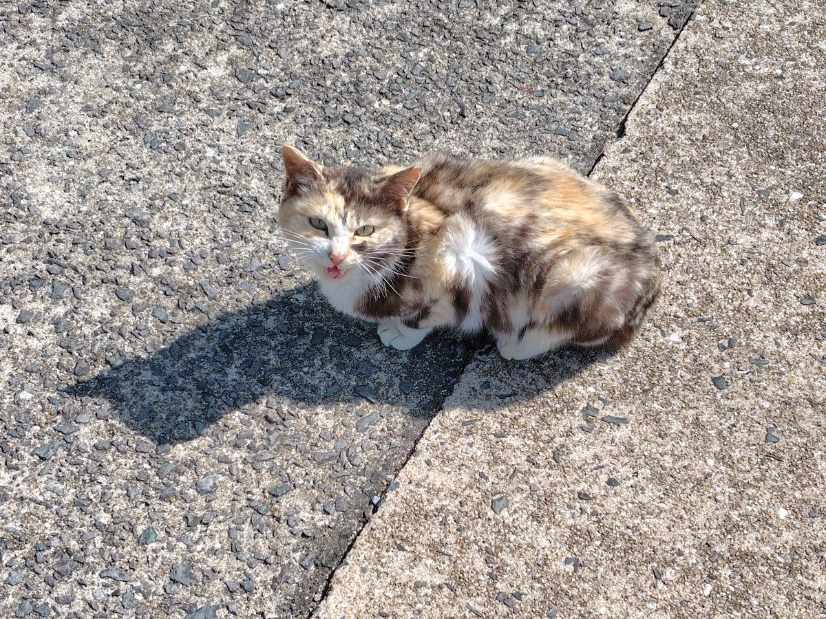 夢の旅人 tweet media