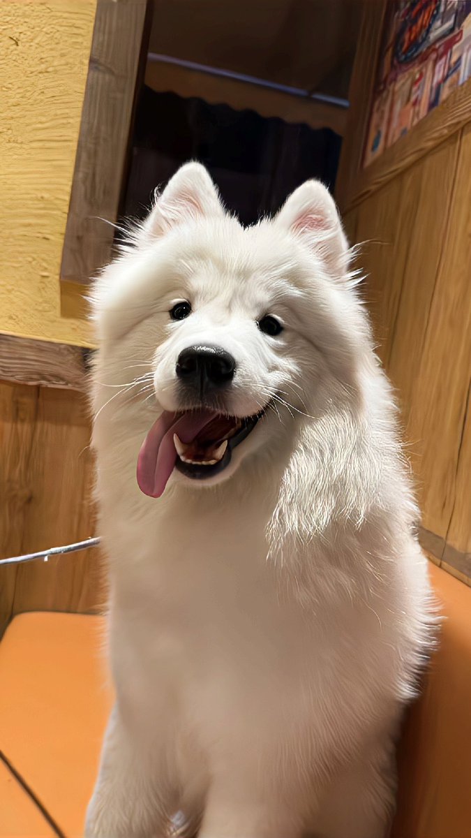olo1334489's tweet photo. #伪健身
胖子🐾 https://t.co/u7X45Us0BF