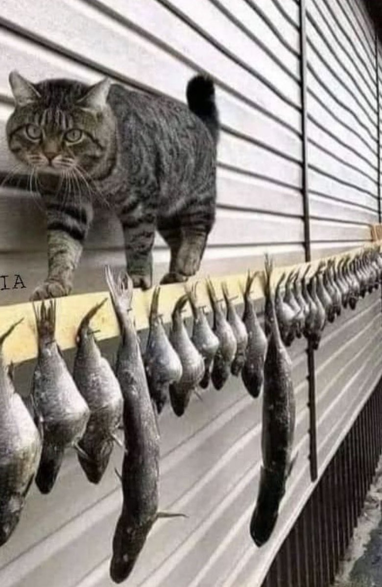 CASANOVA DICAPRIO (parody) tweet media