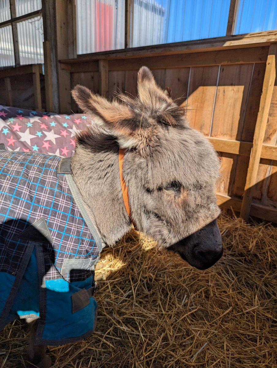 PrimRosedonkey's tweet photo. Sally

#primrosedonkeysanctuary https://t.co/tkJW9gDymK