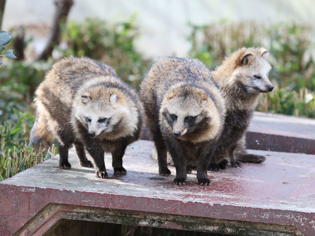 台の上のたぬとりお