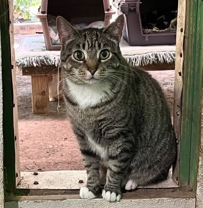 Sweet, shy little Noreen is not very trusting of people, but she is gradually becoming more comfortable with those who gently and lovingly care for her. She would be happiest in a quiet home without small children and where she can bloom at her own pace.
DOB: 04/20/2021