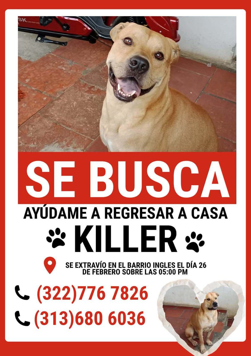 #BUSCANDOaKILLER 
📌Visto el 03 de marzo entre Santa Rita y Villa Mayor❗️
⚠️Está agotado, lleva 7 días en las frías calle de Btá, ciudad que no conoce. 
Únete a su grupo de búsqueda para reporte en tiempo real👇
chat.whatsapp.com/JHwQAzzbcL9AZU…
#ReencuentrosDeCuatroPatas🐾🐾
<a href="/HELIODOPTERO/">Gonzalo Guillén</a>