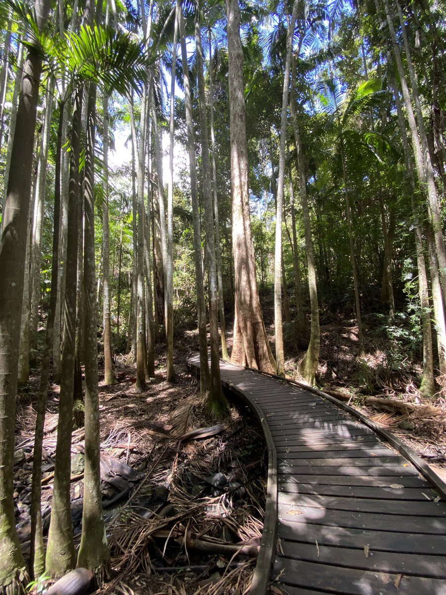 roamingfox | Alma tweet media