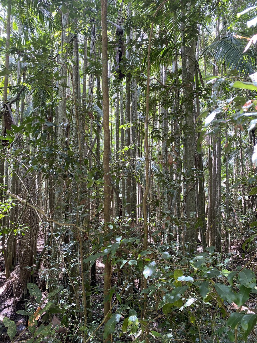 roamingfox | Alma tweet media