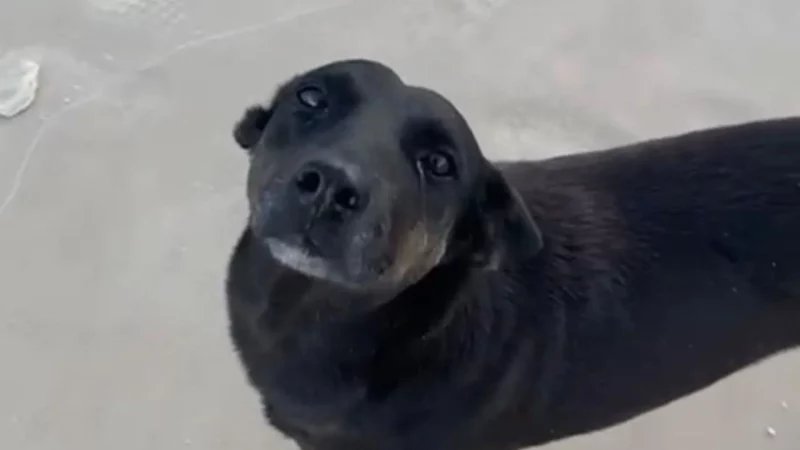 Eu nunca pensei q lutaria tanto por um cachorro 
Pq eu sempre fui 
E sou mais apegada 
À gatos 
Mas Orelha 
Sem conhecer pessoalmente
Me fez rir 
E me faz chorar
Inevitável não amar
Essa carinha linda 
Ele tinha só felicidade 
Não merecia tanta maldade 

#106DeputadosassinemCPI