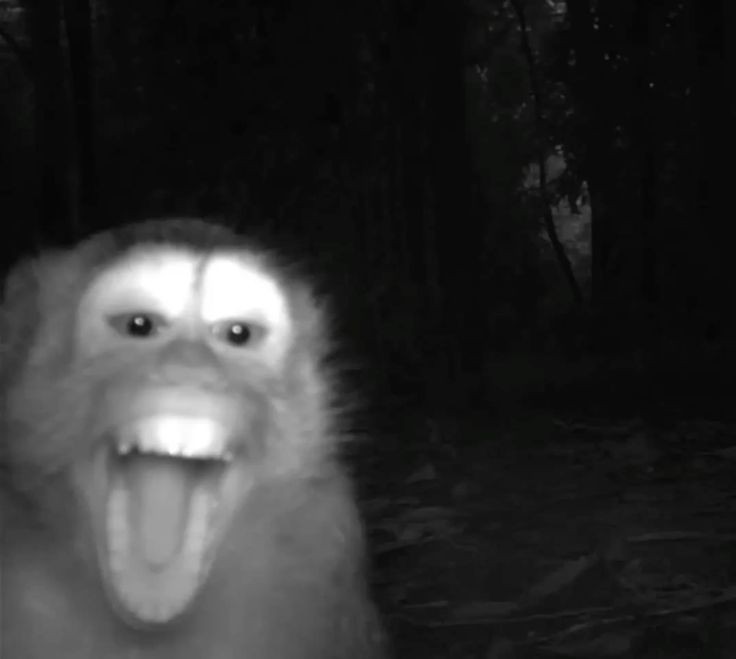 mica † tweet media