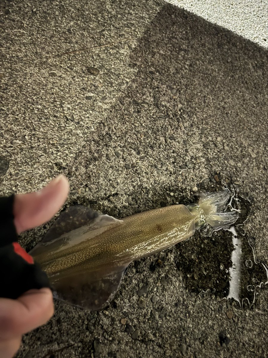 Keiの暇潰し tweet media