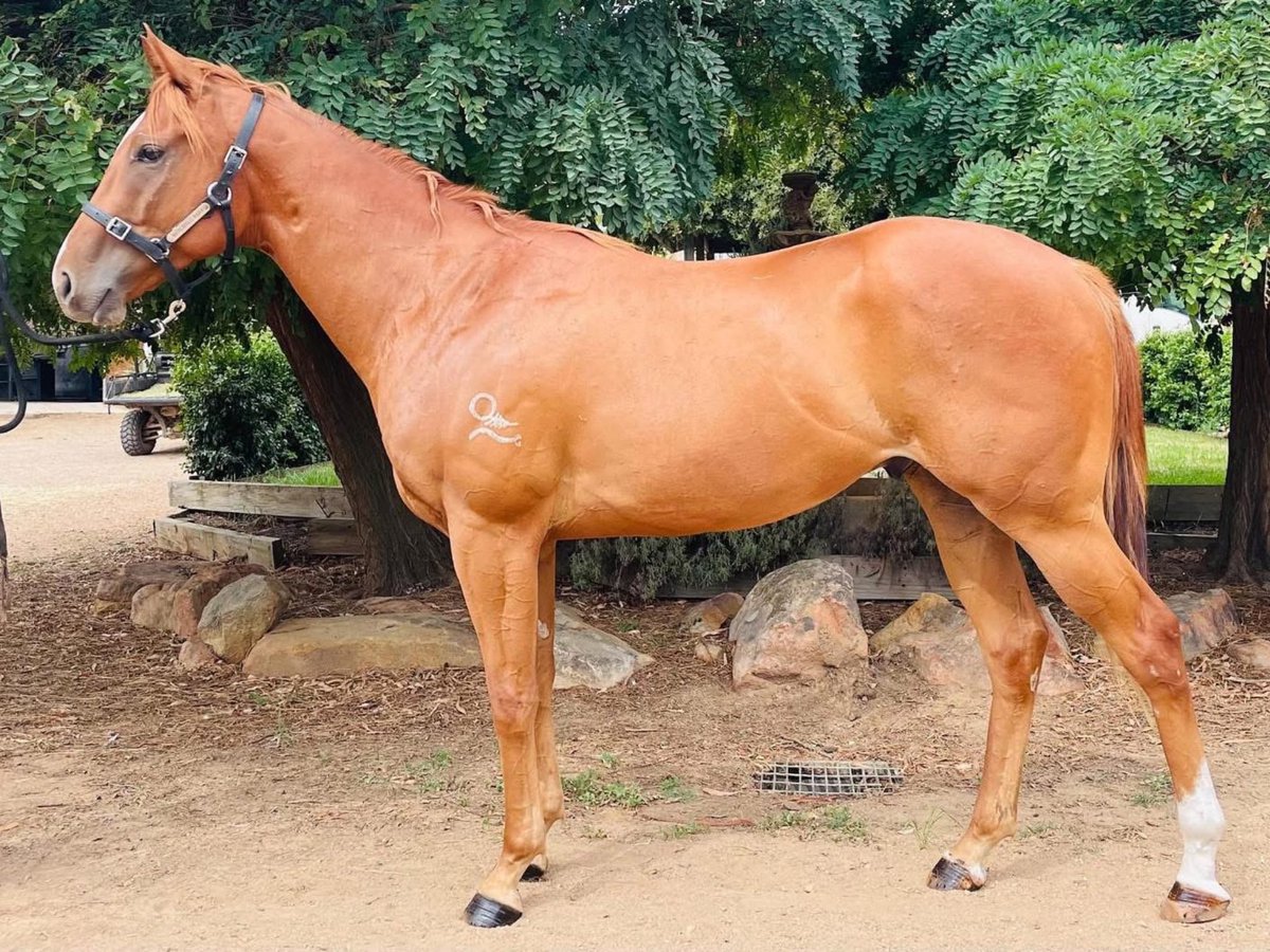 Lunar & Sunny 🐴 tweet media