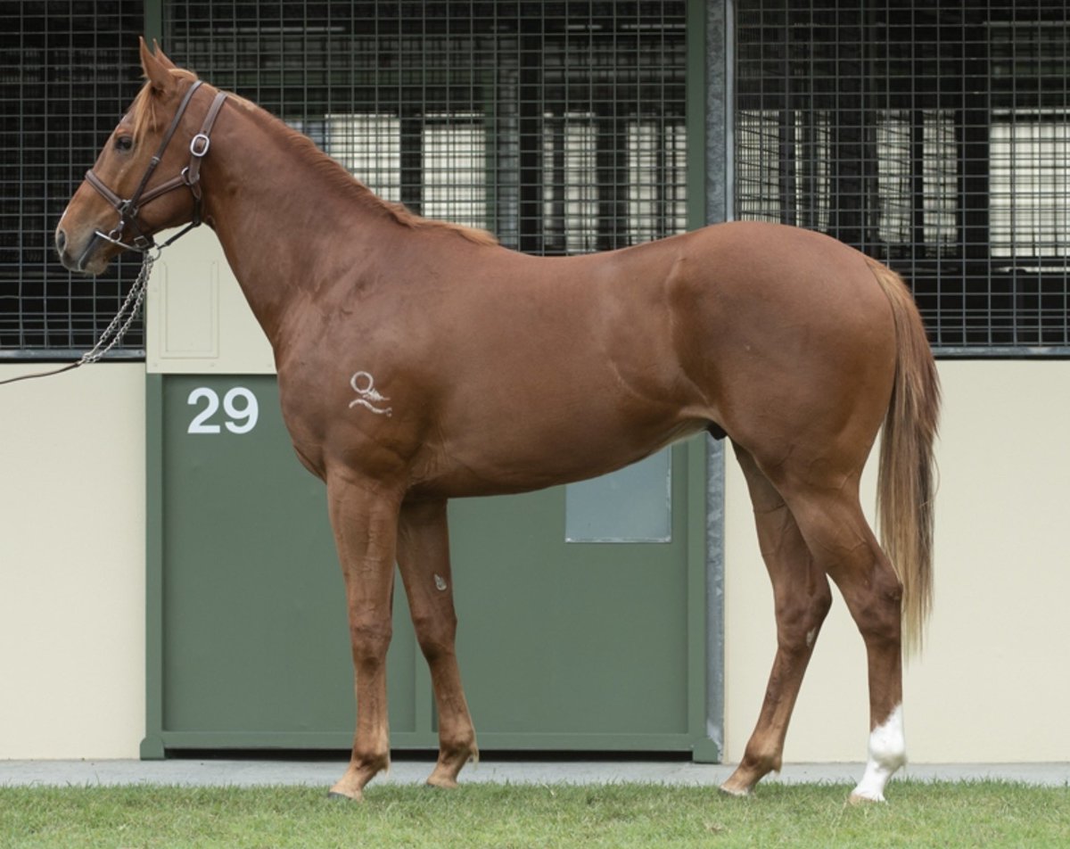 Lunar & Sunny 🐴 tweet media