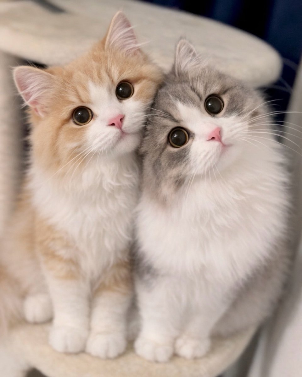 Cat 🐈 tweet media
