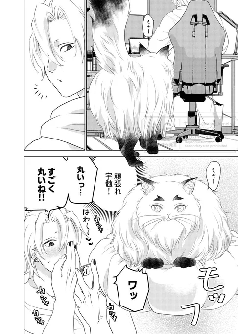 猫レンゴクのいる暮らし)まる さんかく しかく 