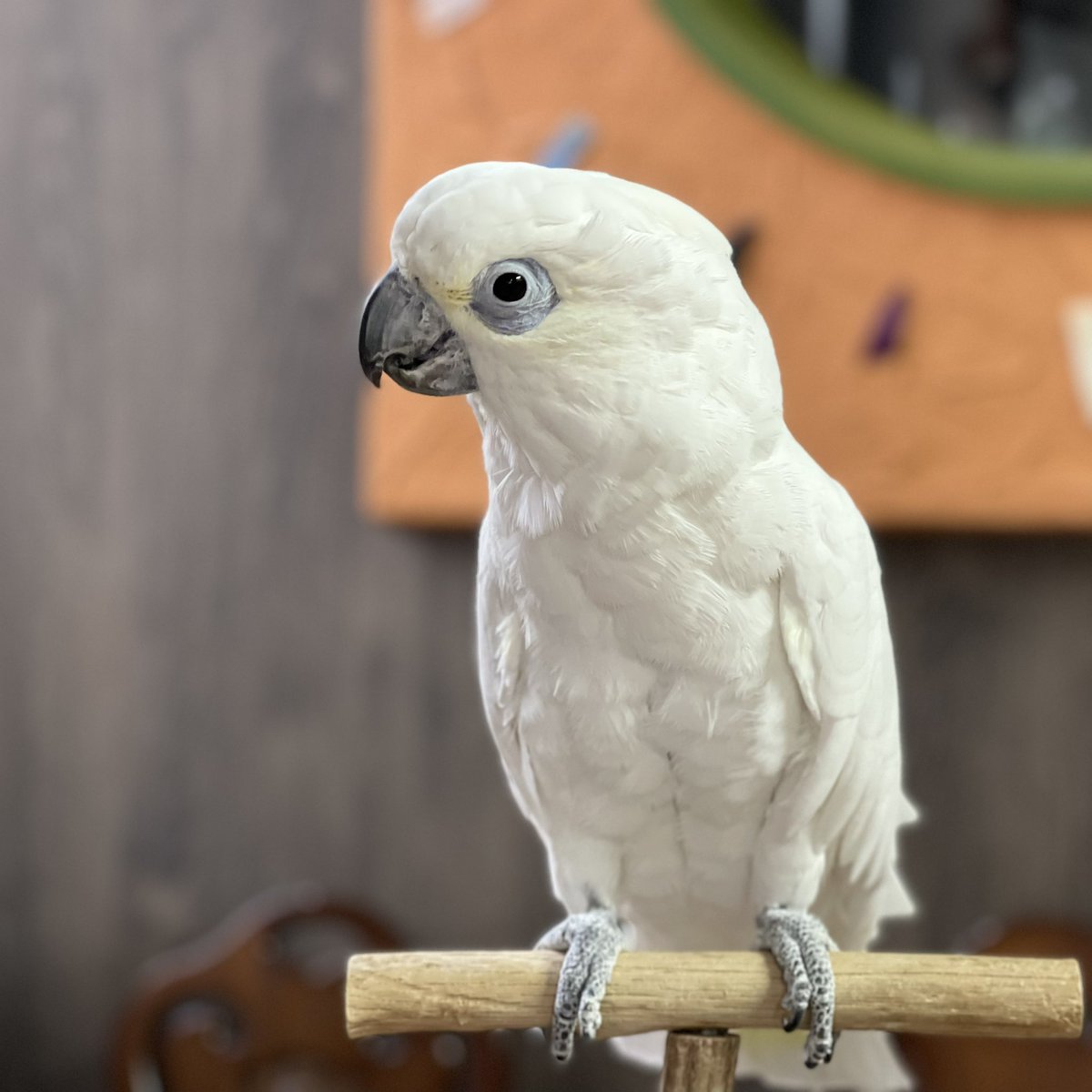 parrot_freak's tweet photo. 定休日の☕️オウムカフェ 先日📺テレビ出演で大活躍してくれた
お喋り上手な🕊️ハイブリッド ポンちゃん と
久しぶりにゆっくり触れ合いました。
静かな店内で、のんびりした時間🍀 少しほっこりした気分になったところで、
これから🧹店内清掃を始めます。

#テレビ埼玉 #天竺川原の #birdcafe https://t.co/Kzrk6VJBxw