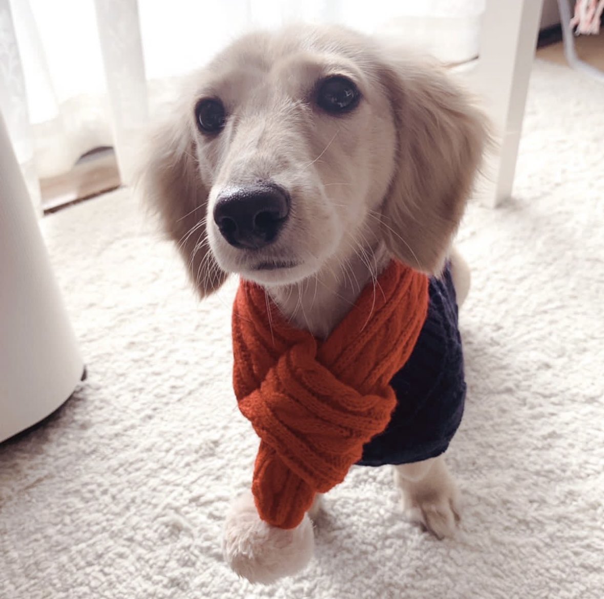 そると🧂 tweet media