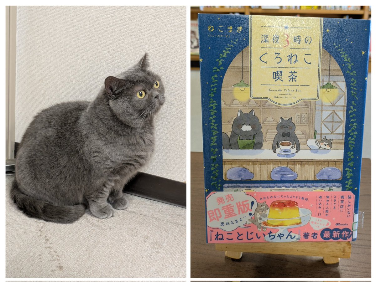 ねこまき倉庫 (@nyanta_mikan) / Posts / X