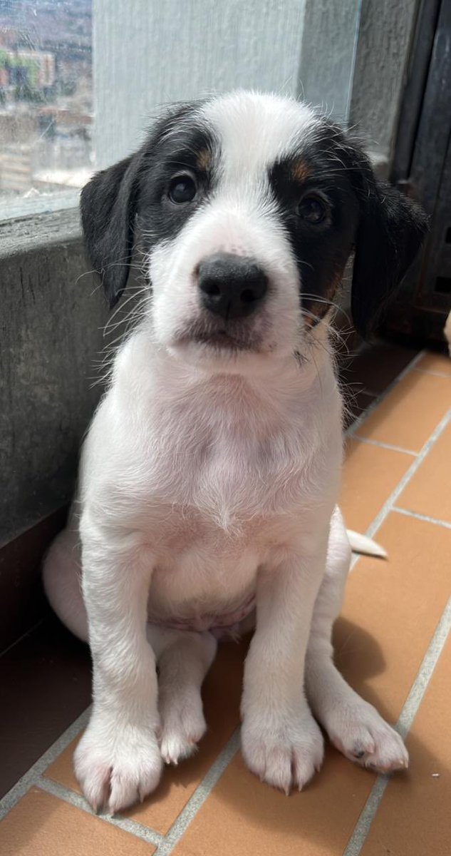 ByCosmica's tweet photo. Estas perritas también son rescatadas de la olla y están en adopción, la chiquitina tiene 2 meses la mamá tiene 2 años. INFO: 3114978245 
RT para que encuentren un hogar para toda la vida ✨✨✨ https://t.co/vngghFj2mN