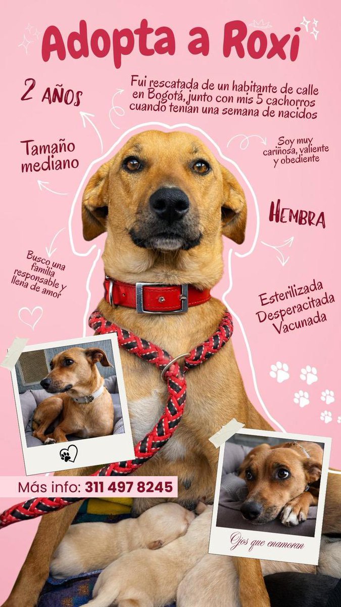 ByCosmica's tweet photo. Estas perritas también son rescatadas de la olla y están en adopción, la chiquitina tiene 2 meses la mamá tiene 2 años. INFO: 3114978245 
RT para que encuentren un hogar para toda la vida ✨✨✨ https://t.co/vngghFj2mN