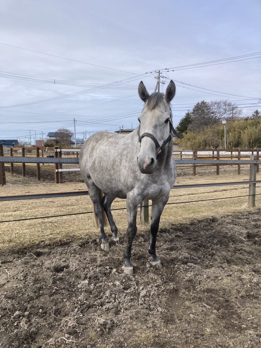 馬とね子 (@nekotouma88) / Posts / X