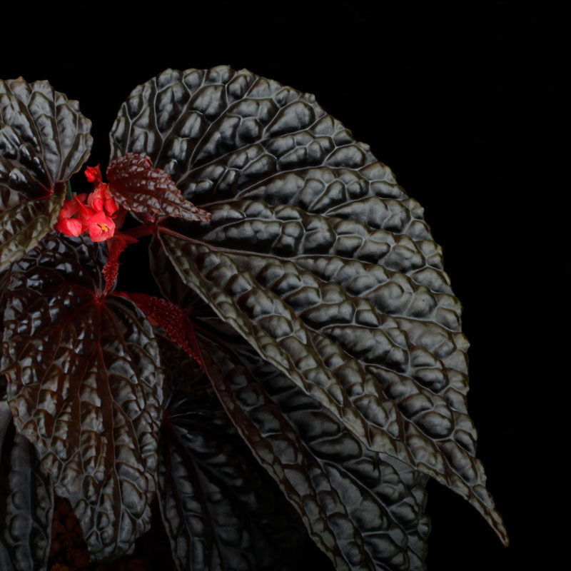 ZEROPLANTS tweet media