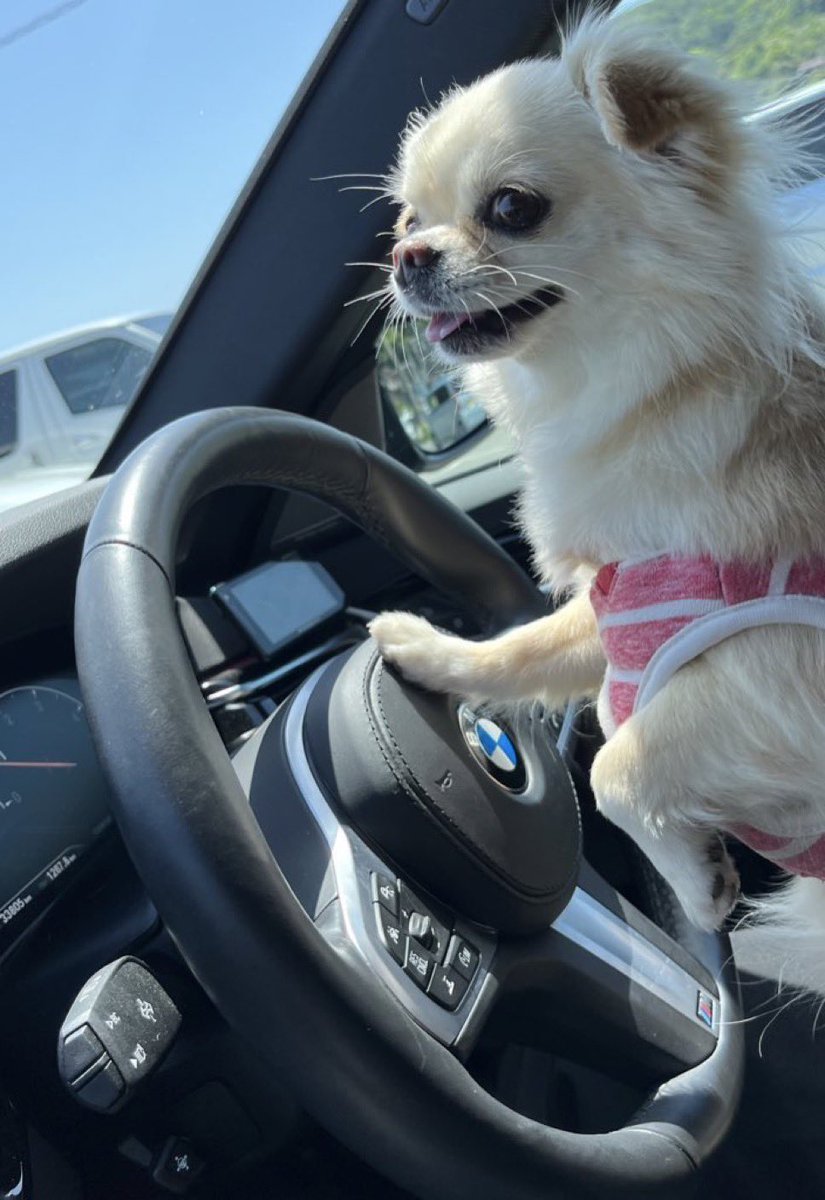 ドライブしよう🐶💕