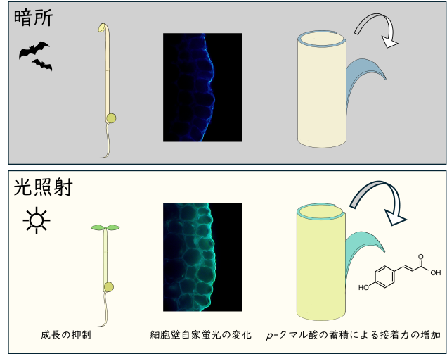 大阪公立大学 tweet media