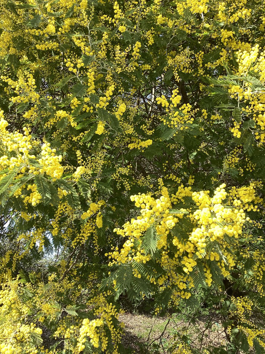 白鳥大橋近くのミモザが綺麗に咲いてました！ 暖かくなってきました