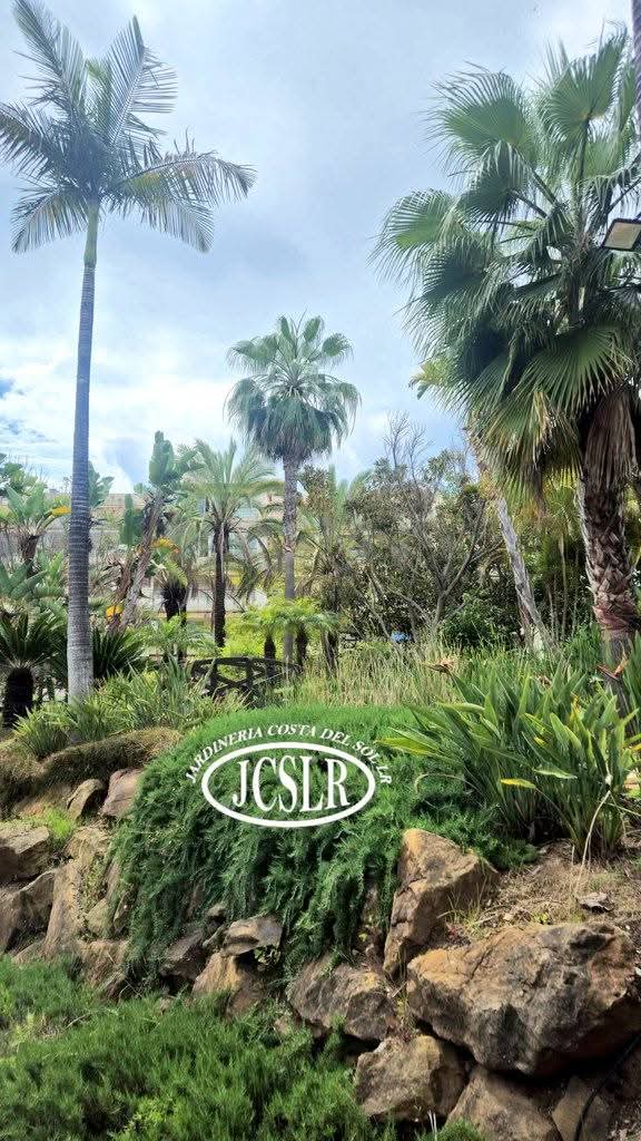 Existen diferentes tipos de palma que podemos combinar entre sí.
There are different types of palm that can be combined with each other. #jardin #jardineriacostadelsol #garden