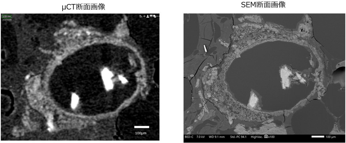 JEOL_Japan's tweet image. 🪲タマムシ内部構造～µCTからSEM観察へ🔬
µCTで特定部位を非破壊で把握し、CPで断面作製。その断面をSEMで観察すると、µCTでは見えにくい表面構造が鮮明に捉えられました！
▼jeol.co.jp/solutions/appl…

詳細はこちらのアプリケーションノートをご覧ください
👇jeol.co.jp/solutions/appl…

#µCT #SEM ＃CP