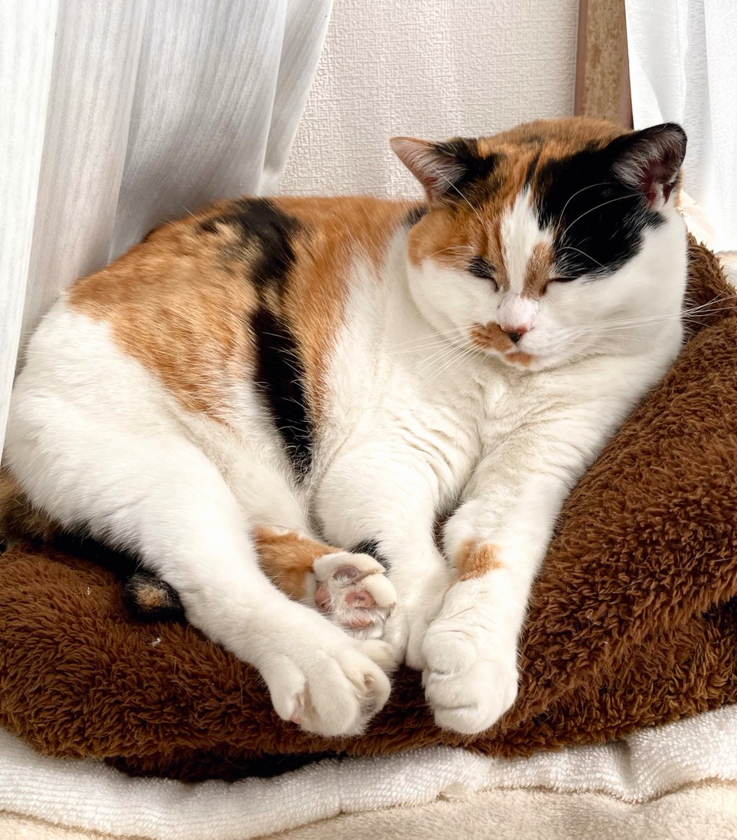 にゃんころもち (@sakura_nyancolo) / Posts / X