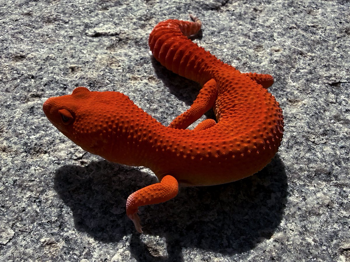 Aaron Jousiffe tweet media