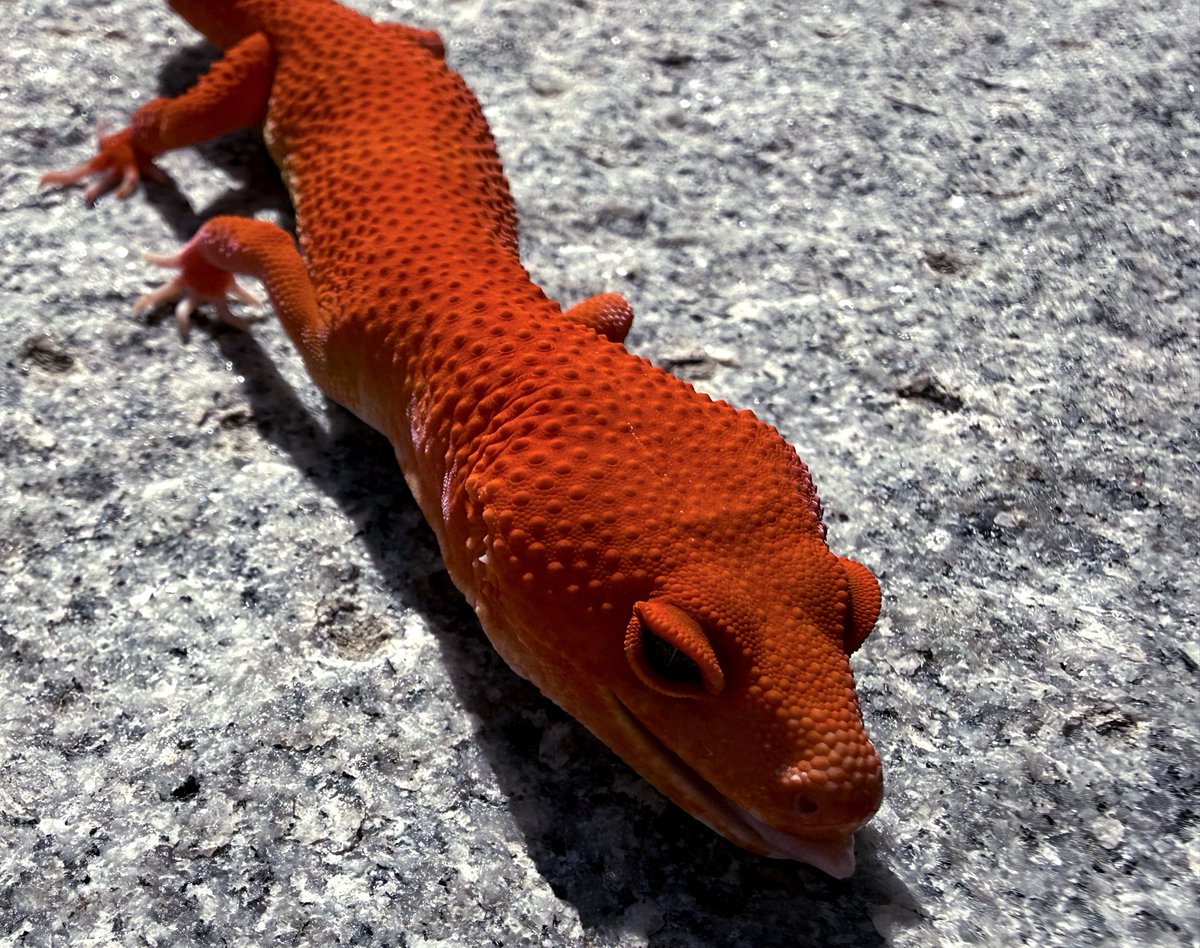 Aaron Jousiffe tweet media