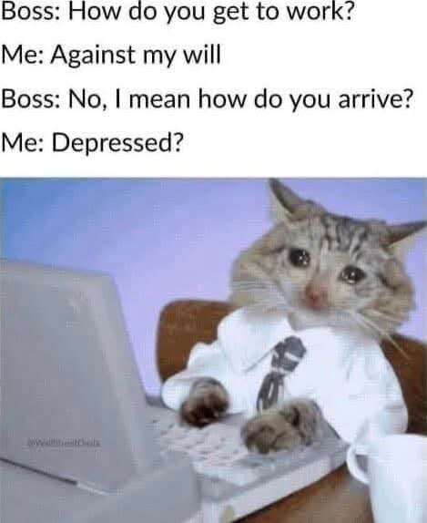 Thief Token $STEAL tweet media