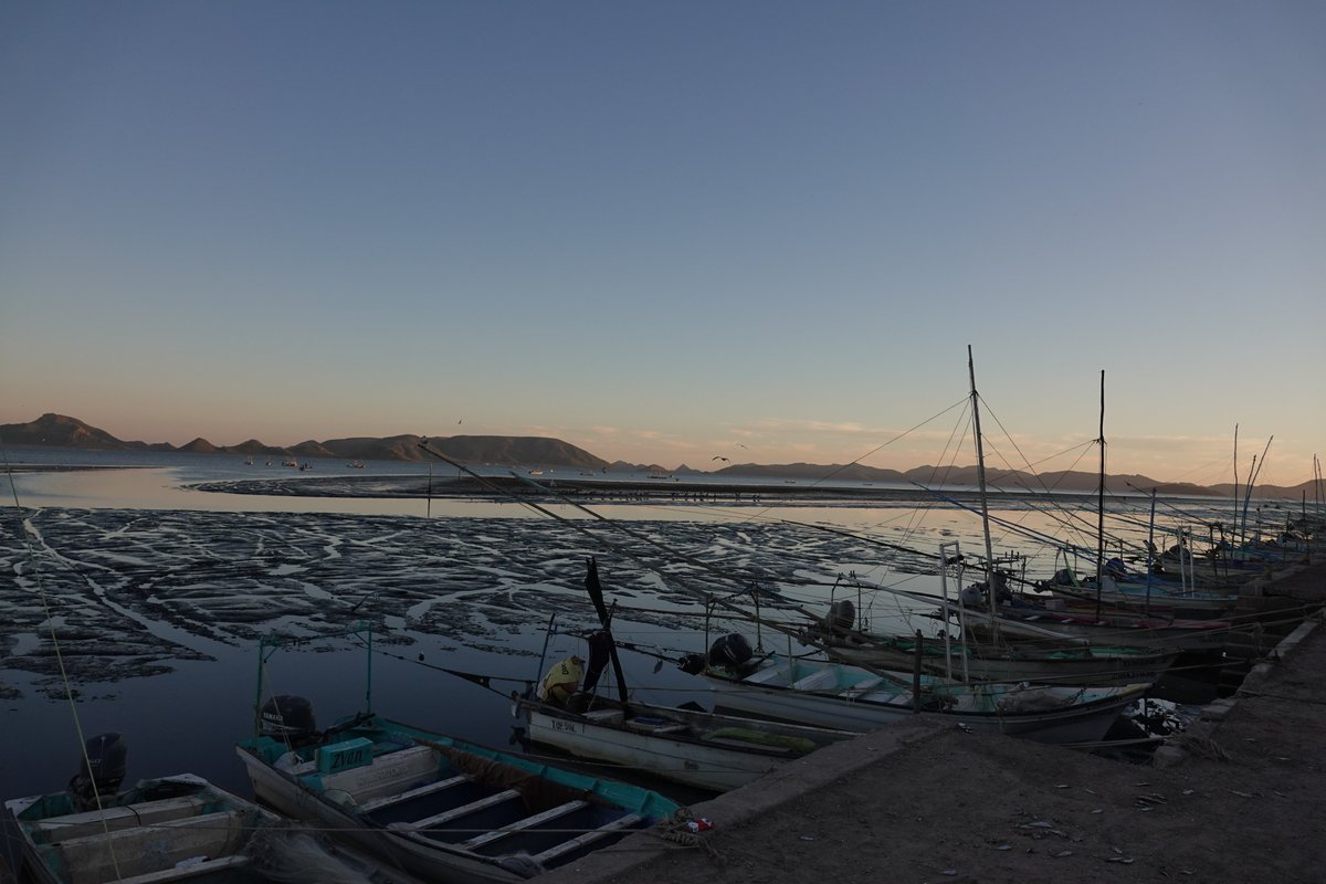 Pablo Montaño tweet media