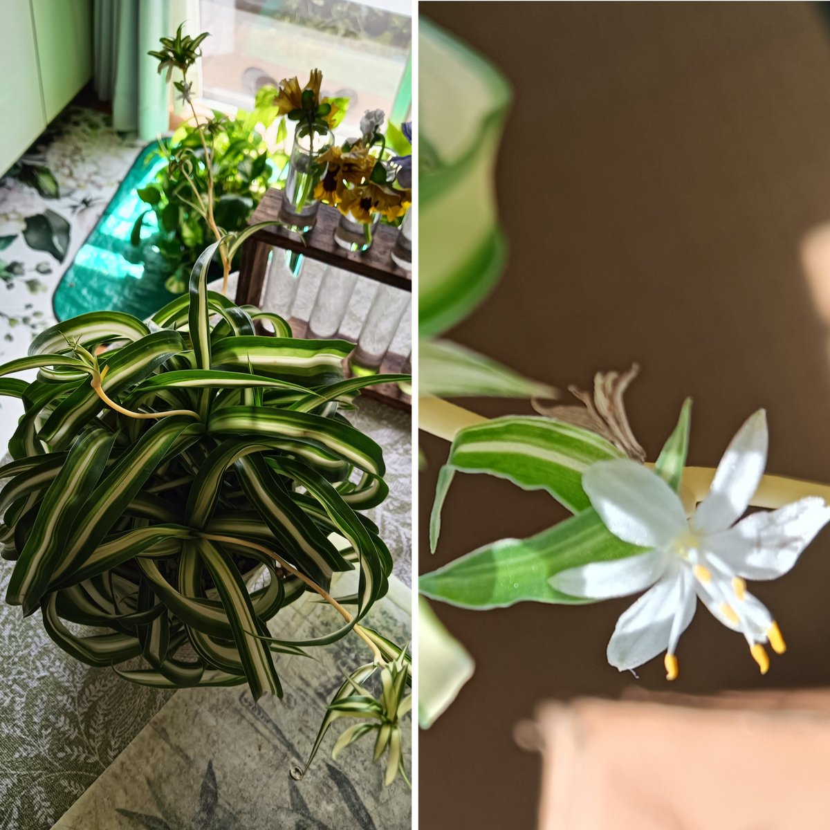 MOKOMOKO0210 tweet media