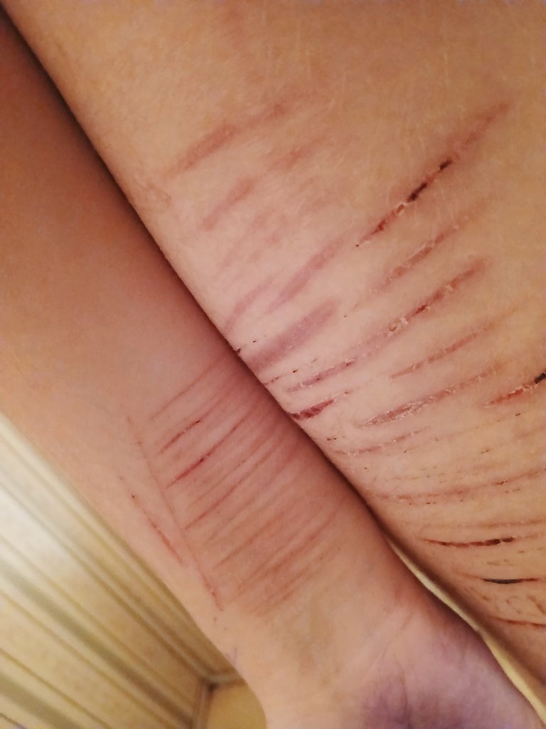 Katsura ☆•🪽 of shedtwt tweet media