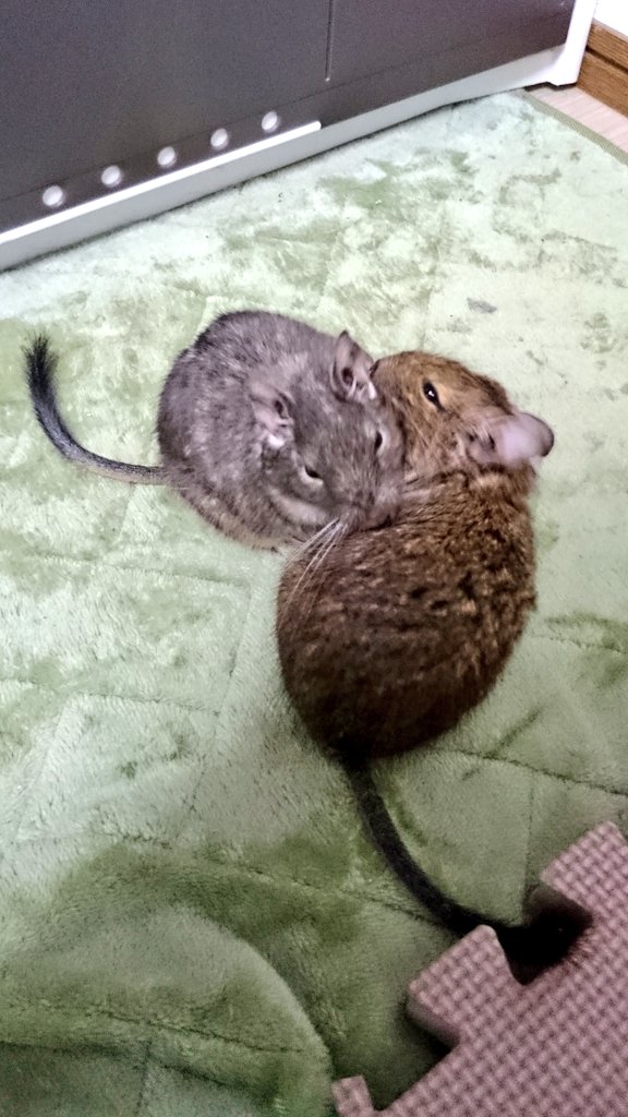 スパーク青木 tweet media
