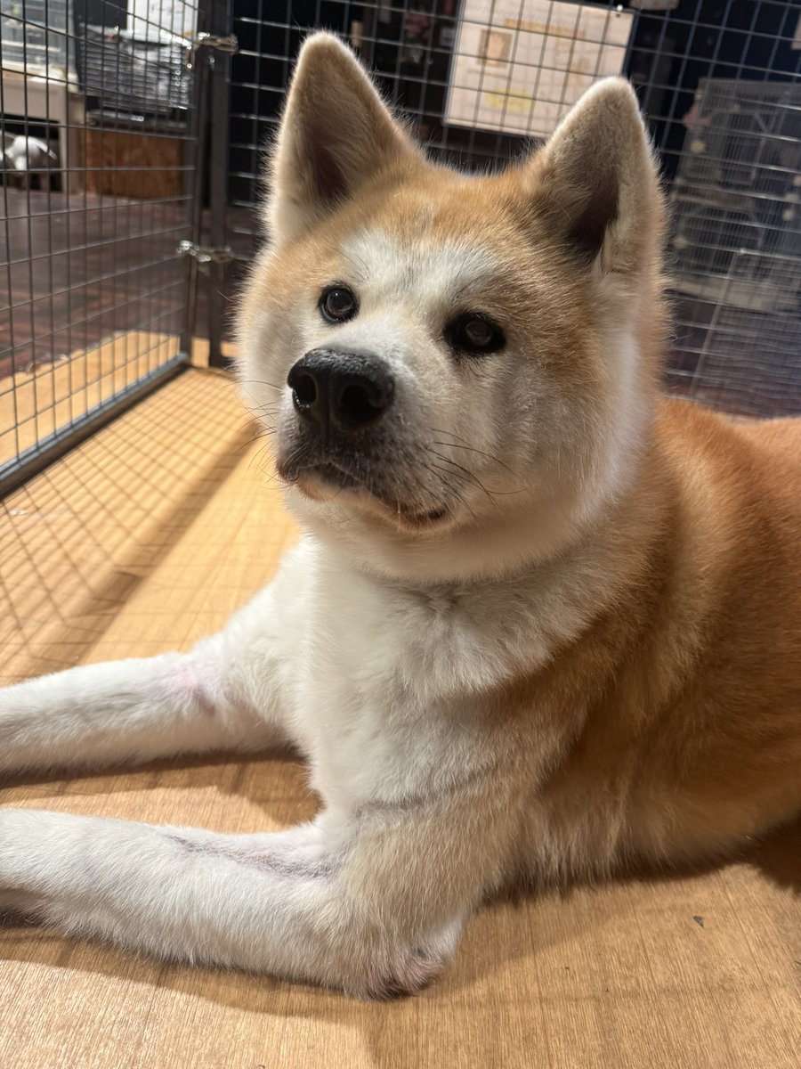 kabazoo_kashiwa's tweet photo. 今日のアーリーくん🐶
実は足が長くてスタイル抜群なんです❤️🔥
#秋田犬 #看板犬 #akitainu #kabazoo https://t.co/Q32aX9AGkN
