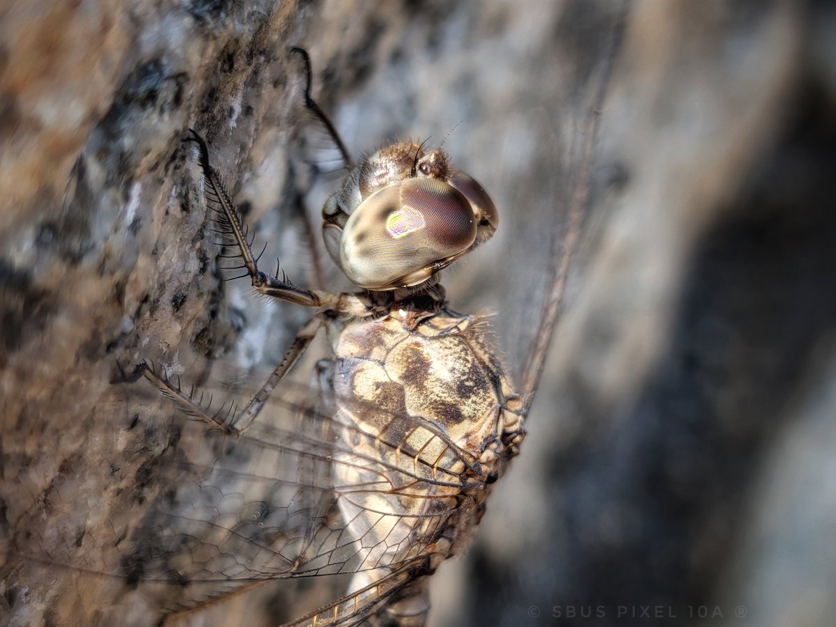 Siva_Bharani's tweet image. Shot on #Pixel10a 
#snapseed 
Different colour tone use pannen

Like style la faded glow
Portrait 
Accentuate
