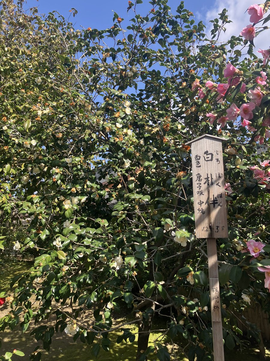 uo223u's tweet photo. 城南宮で午前が終わるとは思っていなかったし、花を見て泣くとは思っていなかった
行ってよかった（ ;  ; ） https://t.co/pSIVmMq6UT