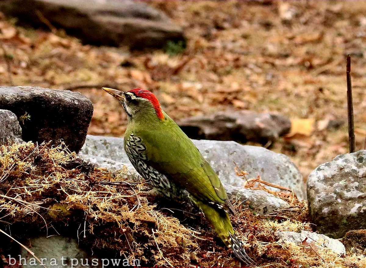 GuideBirding's tweet photo. Scaly Bellied Woodpecker (male) https://t.co/61zeHMFq2X
