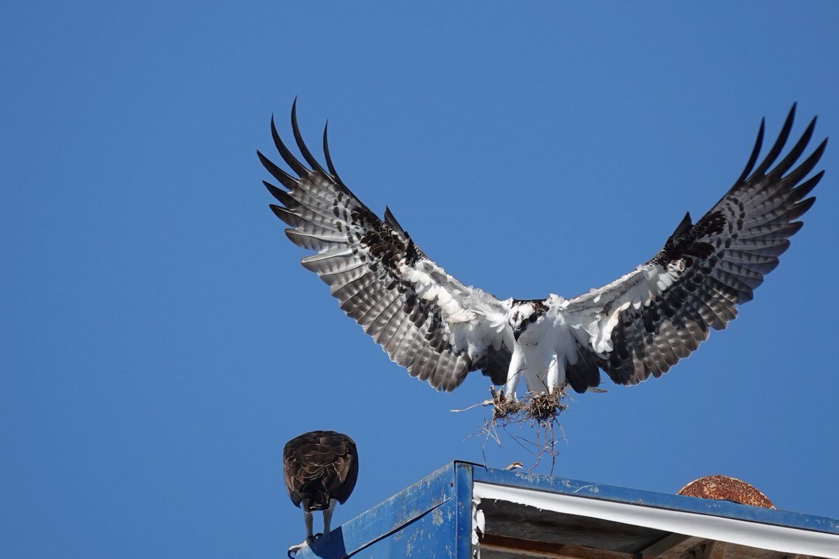 Pablo Montaño tweet media
