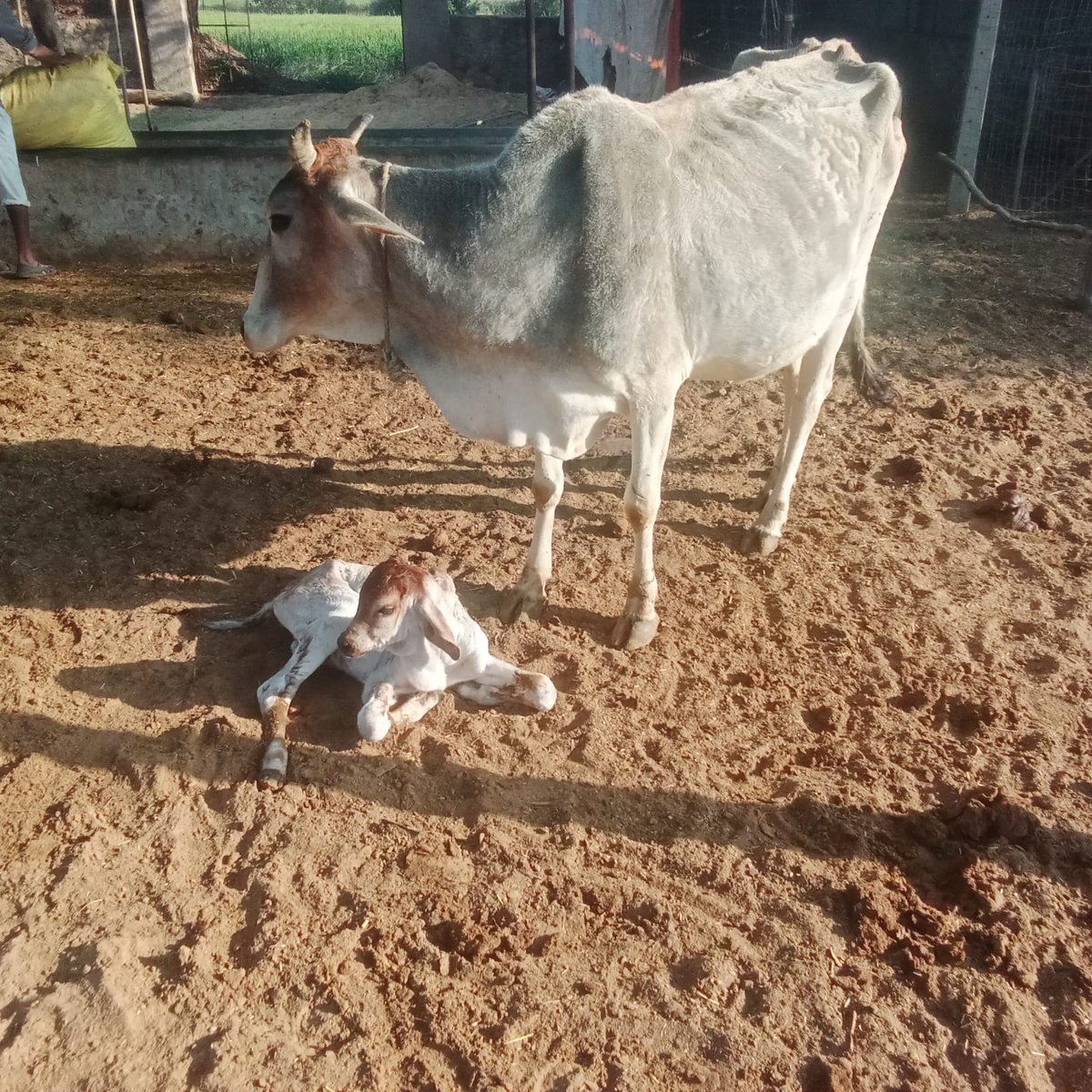 Rk05116506's tweet photo. Welcome....
@farmlife https://t.co/NAgb4SXcvT