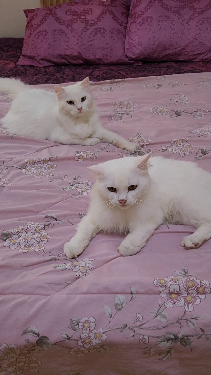 Zelinekeisha tweet media