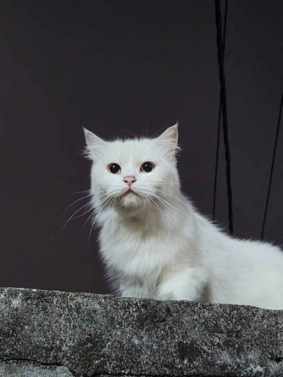 Zelinekeisha tweet media