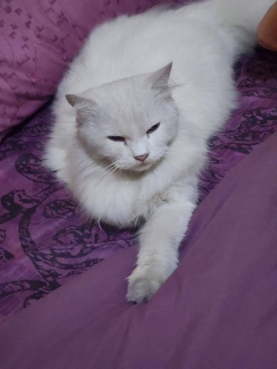 Zelinekeisha tweet media