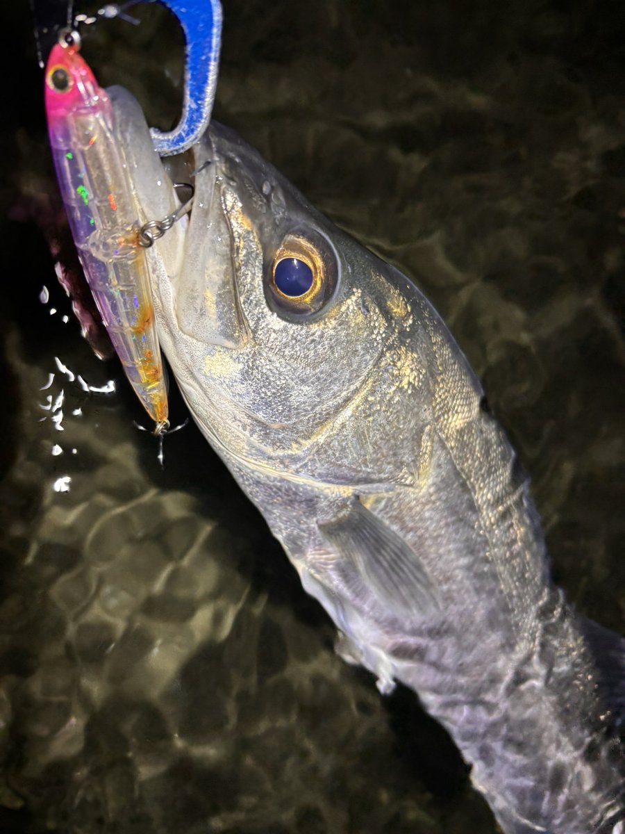 金森翼 tweet media