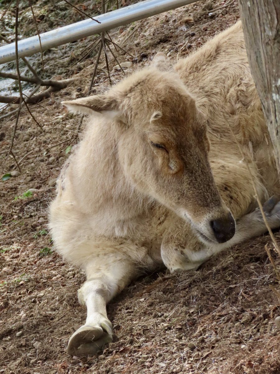 antelope2429's tweet photo. ありささん
多分以前多摩でお会いしてますね

2026.3.5
#シフゾウ　#熊本市動植物園 https://t.co/nfOoJF2C8S