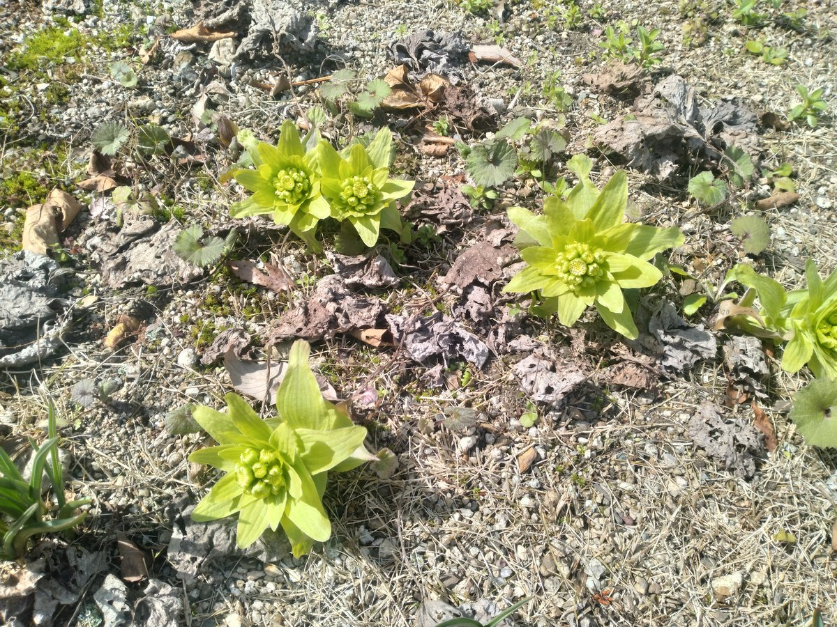okan1411's tweet photo. 裏の花壇の春
今年はバッケ味噌作ろうと思ってたのに
全部開いちゃった https://t.co/kMOxno7VPX